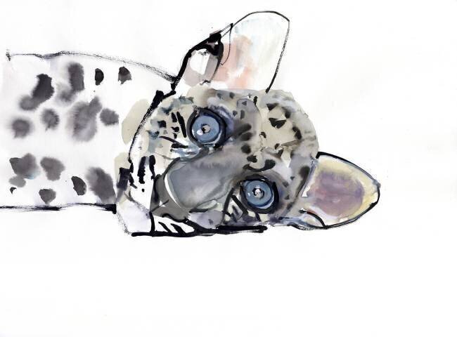 Arabian Leopard Mark Adlington