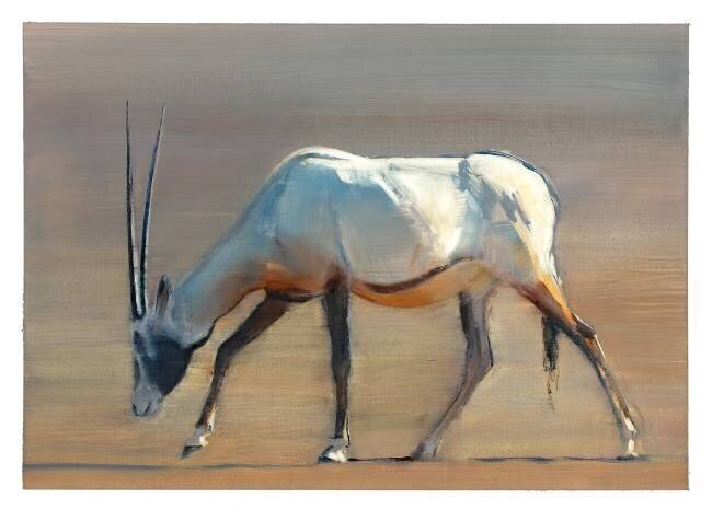 Arabian Oryx Mark Adlington
