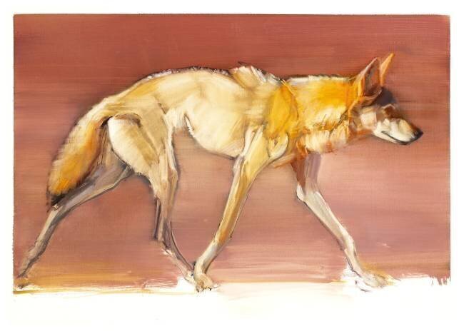 Arabian Wolf Mark Adlington