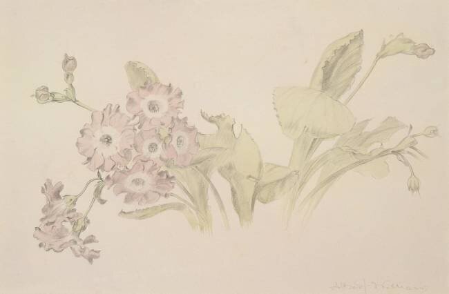 Auricula Albert Williams