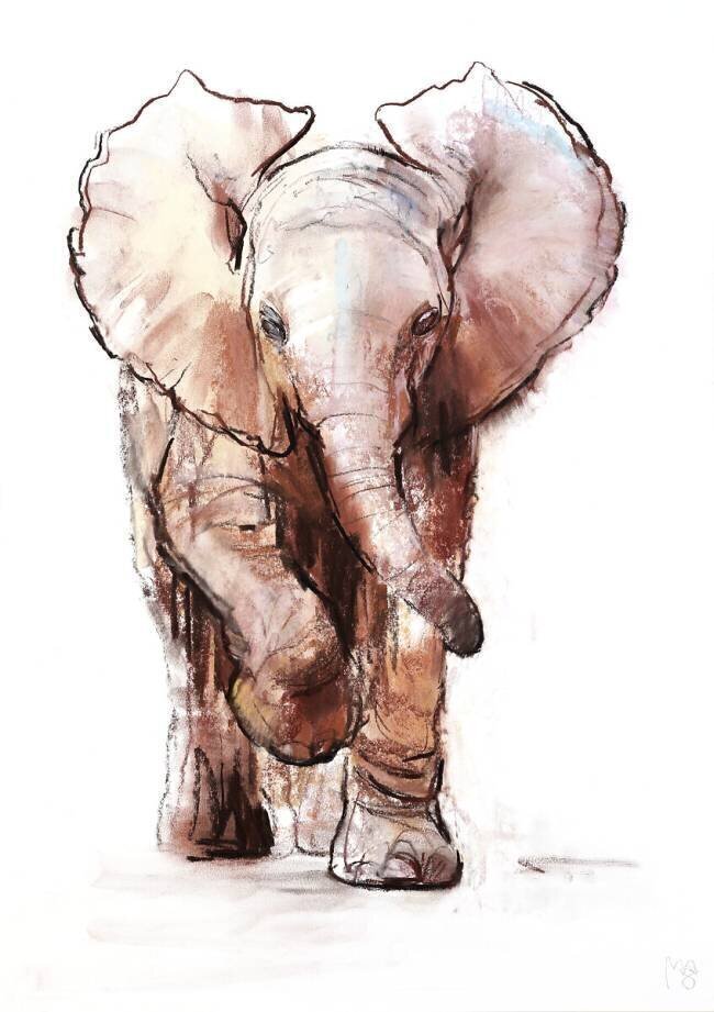 Baby Elephant Mark Adlington