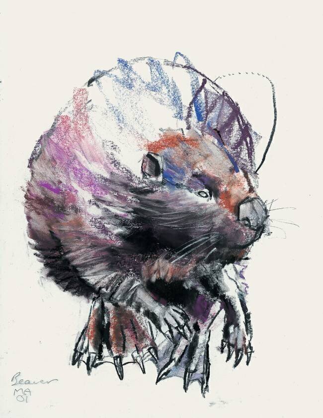 Beaver Mark Adlington