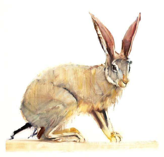 Cape Hare Mark Adlington