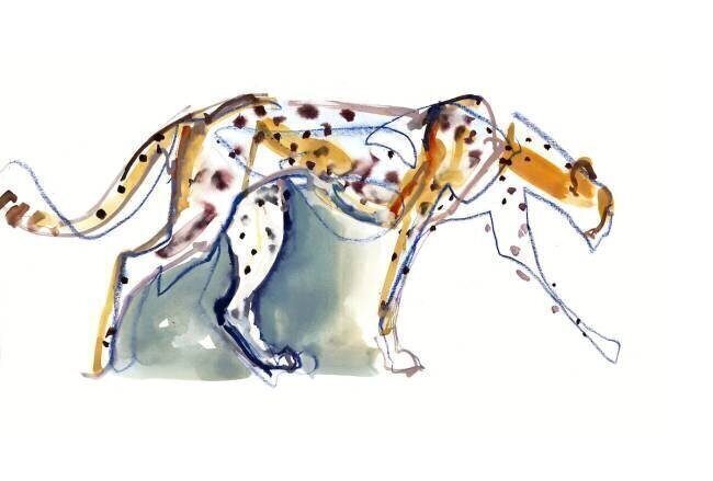 Cheetah Mark Adlington