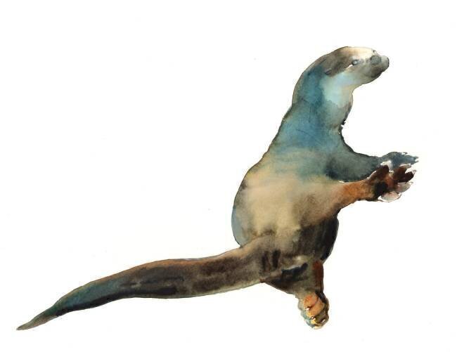 Cotman Otter Mark Adlington