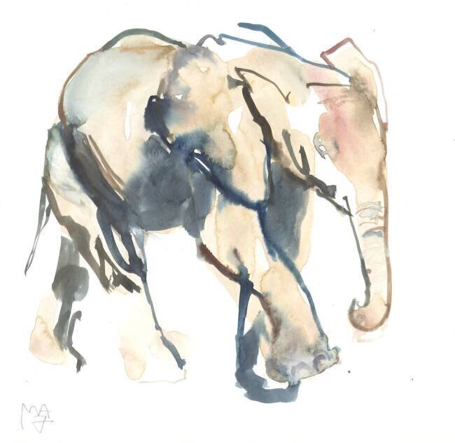 Elephant calf Mark Adlington