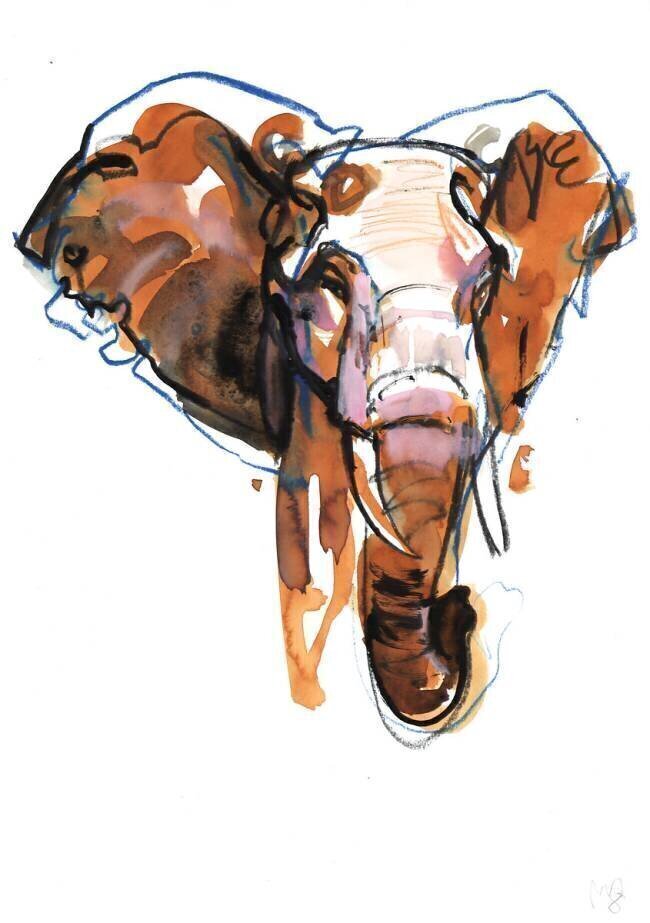 Elephant Head study Mark Adlington