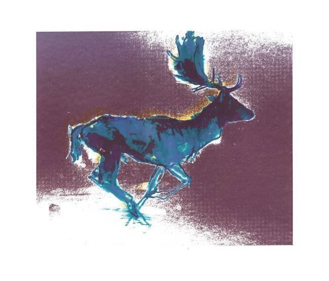 Fallow Buck Mark Adlington