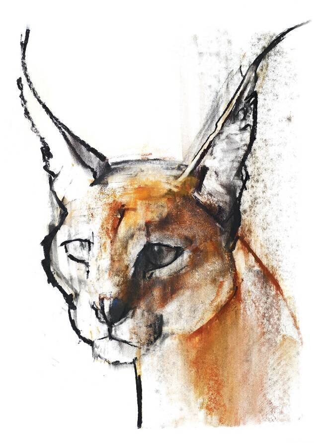 Feline Mark Adlington