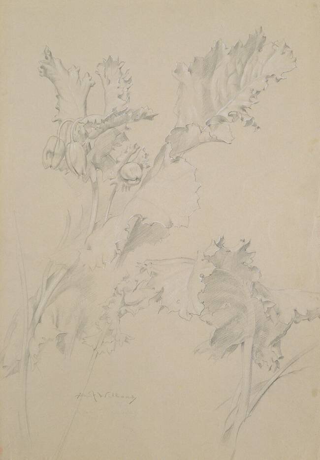 Feuilles de pavot Albert Williams