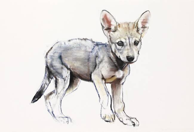 Hesitating Arabian Wolf Pup Mark Adlington