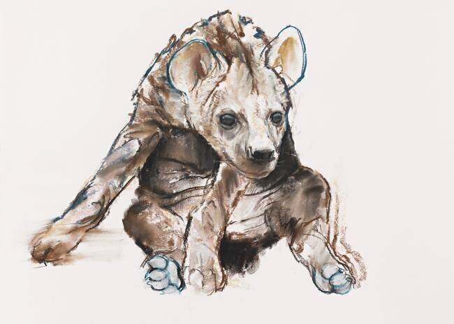 Hyaena Pup Mark Adlington