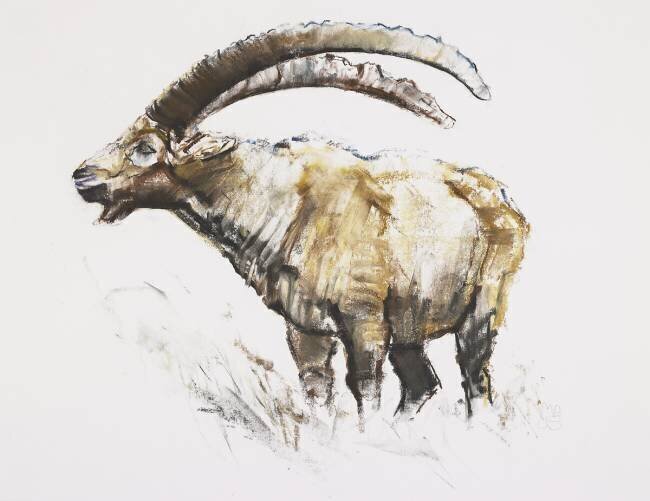 Ibex Mark Adlington