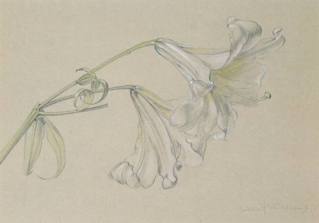 Lys Albert Williams