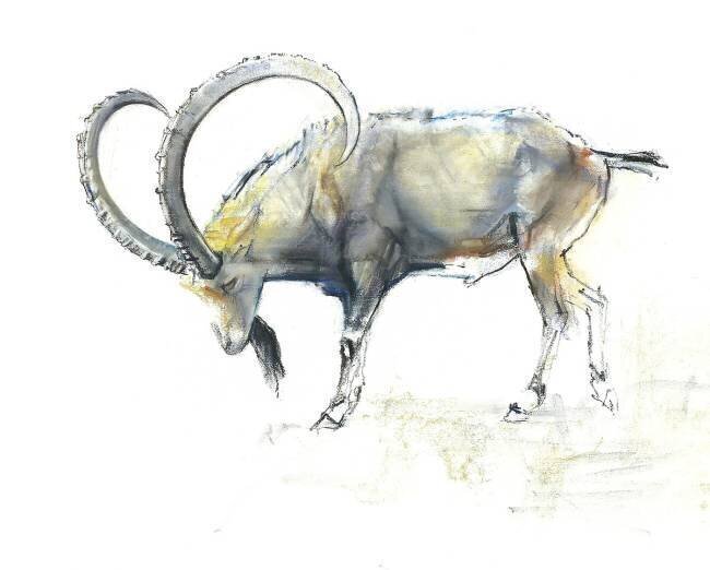 Nubian Ibex Mark Adlington