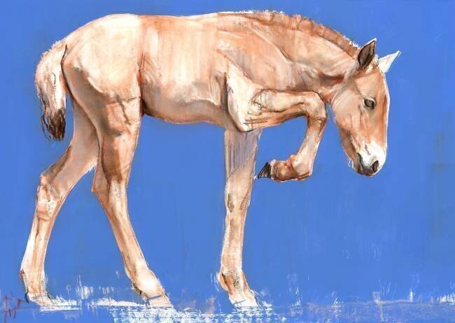 Przewalski Foal Mark Adlington