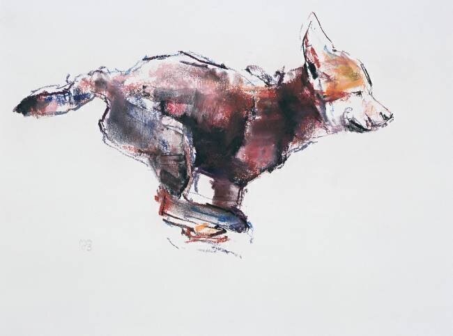 Running wolf pup Mark Adlington