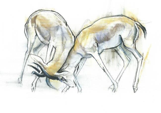 Sand Gazelles Mark Adlington
