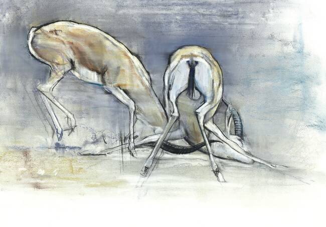Sand Gazelles Mark Adlington