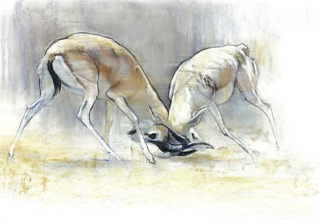 Sand Gazelles Mark Adlington