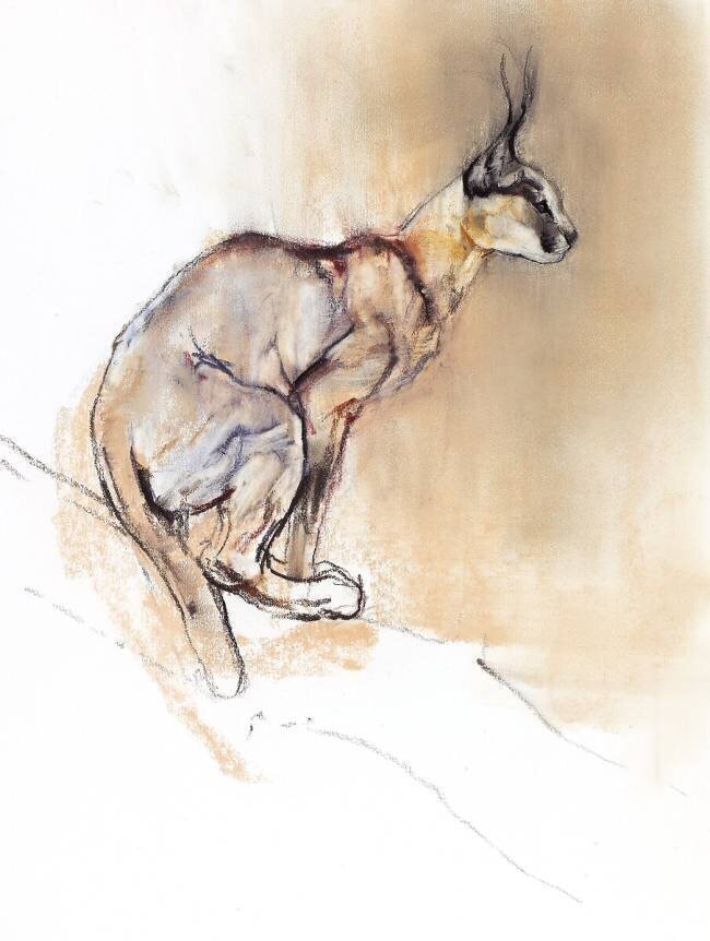Seated Caracal Mark Adlington