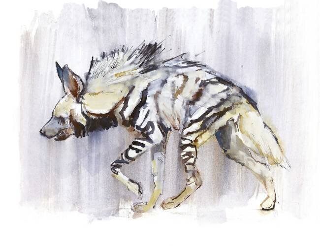Striped Hyaena Mark Adlington