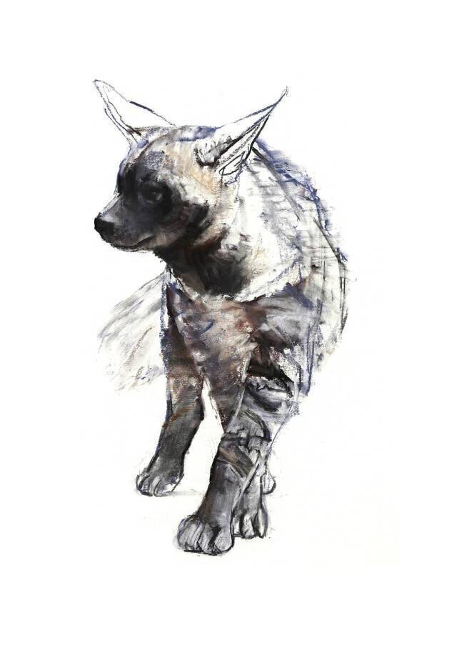 Striped Hyaena Pup Mark Adlington