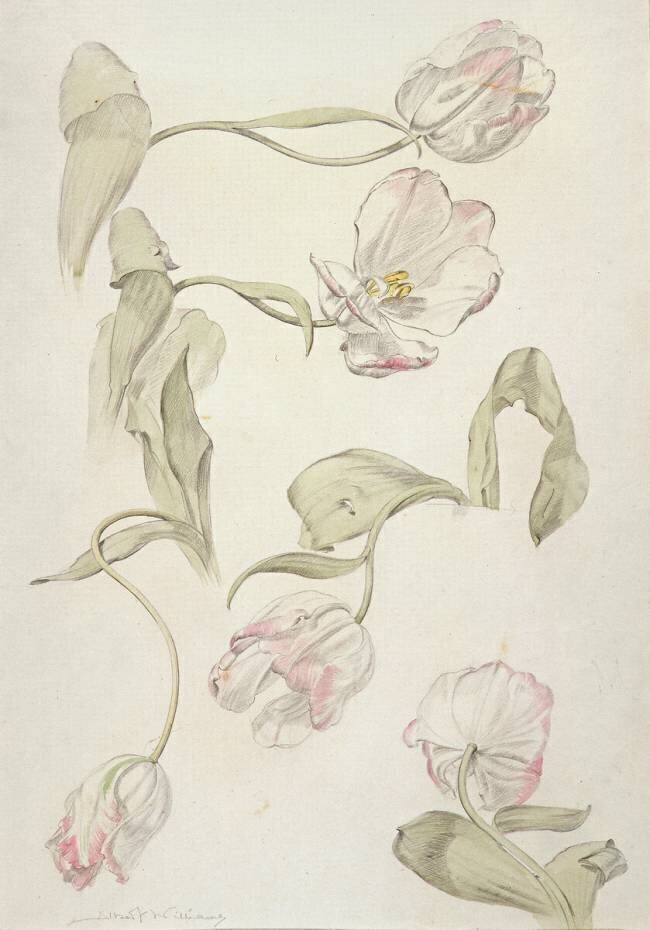 Tulipes Albert Williams