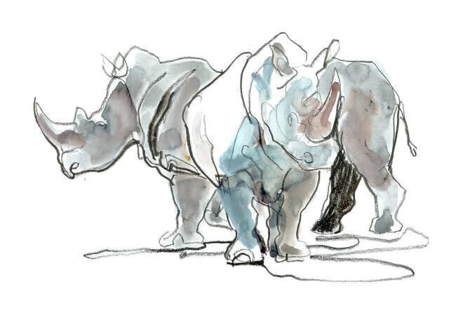 White Rhinos Mark Adlington