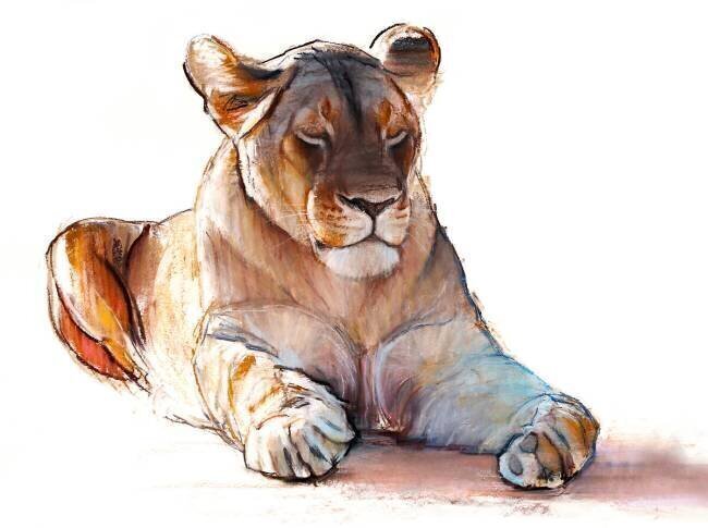 Yogi Lioness Mark Adlington