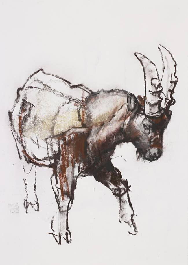 Young Ibex Mark Adlington