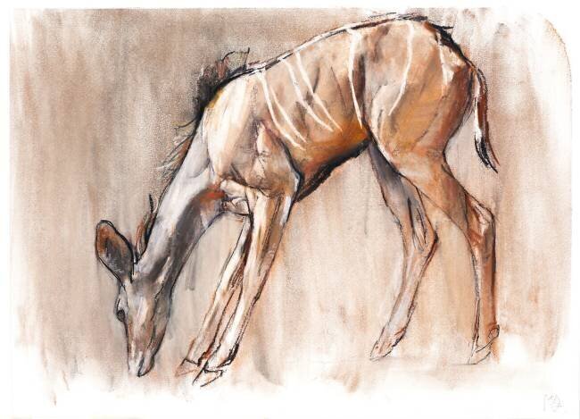 Young Kudu Mark Adlington