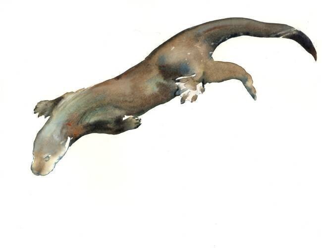 Young Otter Mark Adlington
