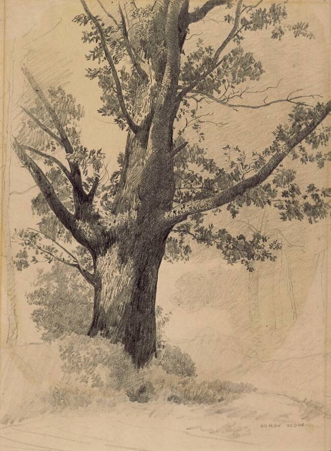 Arbre Odilon Redon