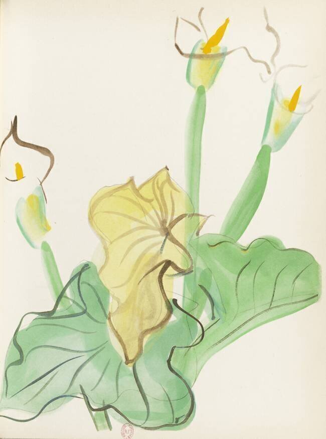 Arum, Pour un herbier, Colette Raoul Dufy