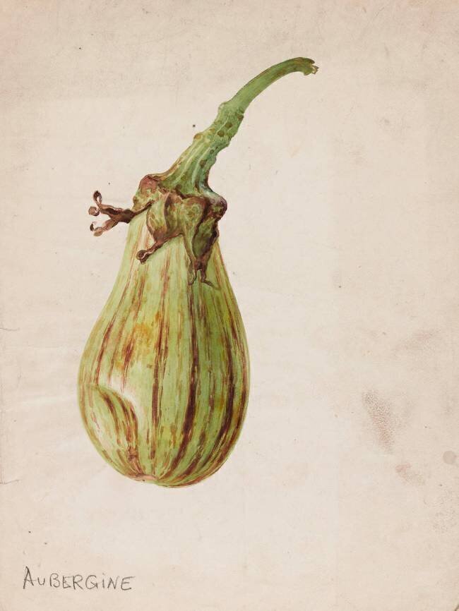 Aubergine - Solanum melongena Emile Gallé
