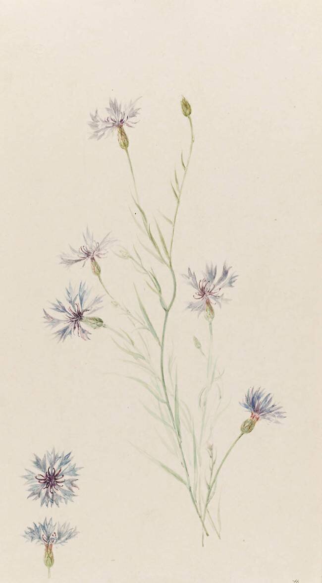 Bleuets Emile Gallé