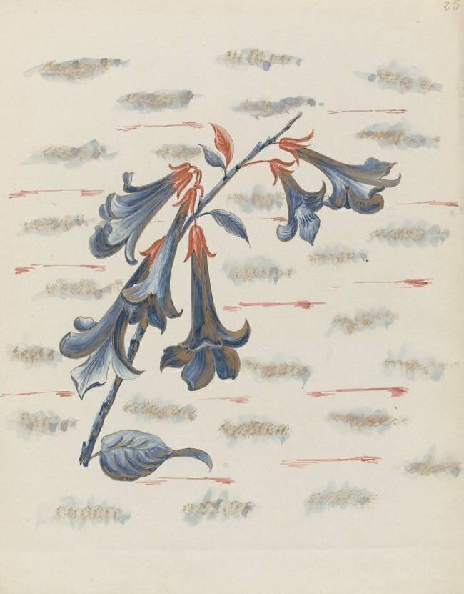 Campanules Louis Hestaux