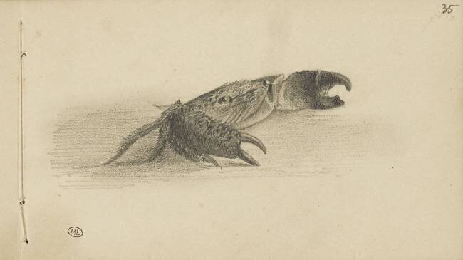 Carnet : crabe Léon Bonnat