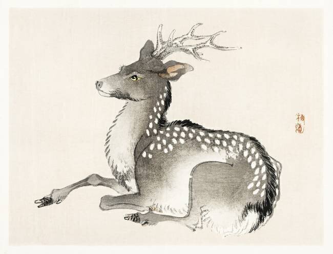 Cerf Kono Barei