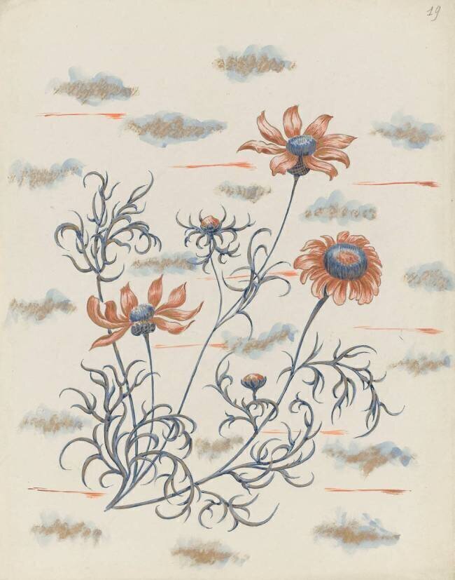 Chrysanthème Louis Hestaux