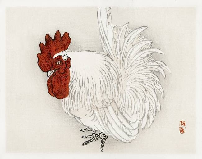 Coq japonais Kono Barei