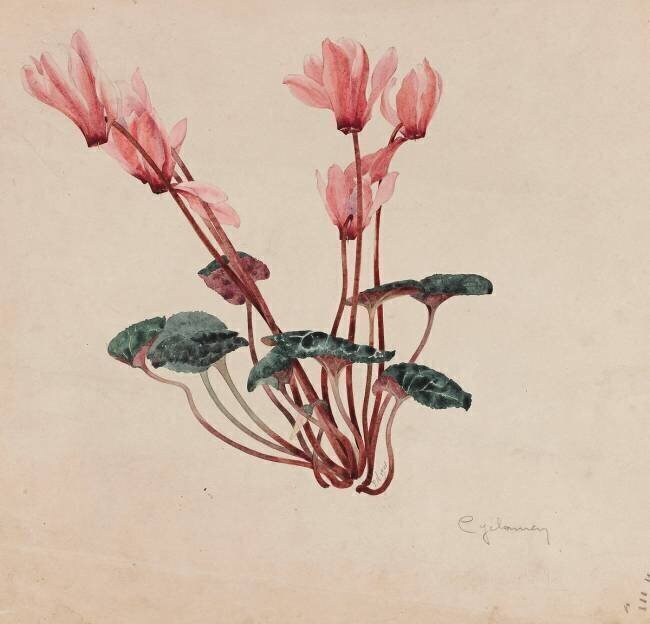 Cyclamen Emile Gallé