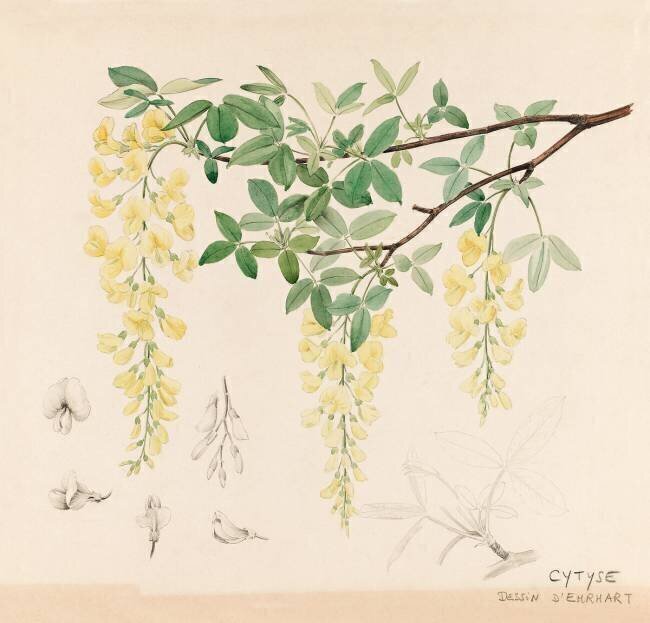 Cytises Emile Gallé