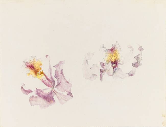 Deux études de cattleya Emile Gallé