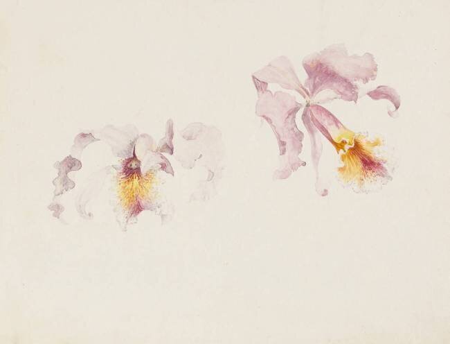 Deux études de cattleya Emile Gallé
