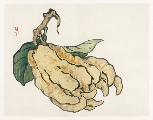 Etrog Kono Barei