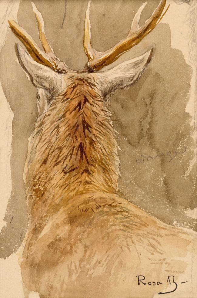 Etude de cerf Rosa Bonheur