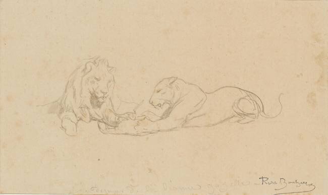 Etude de lion et lionne Rosa Bonheur