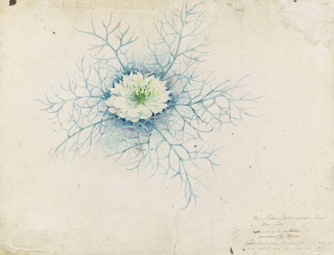 Etude de nigelle Emile Gallé